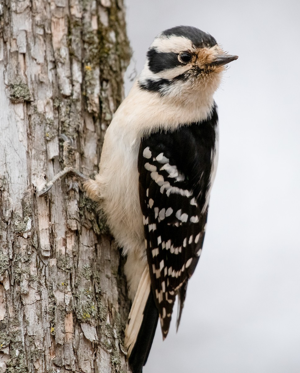 Downy Woodpecker - ML615331447