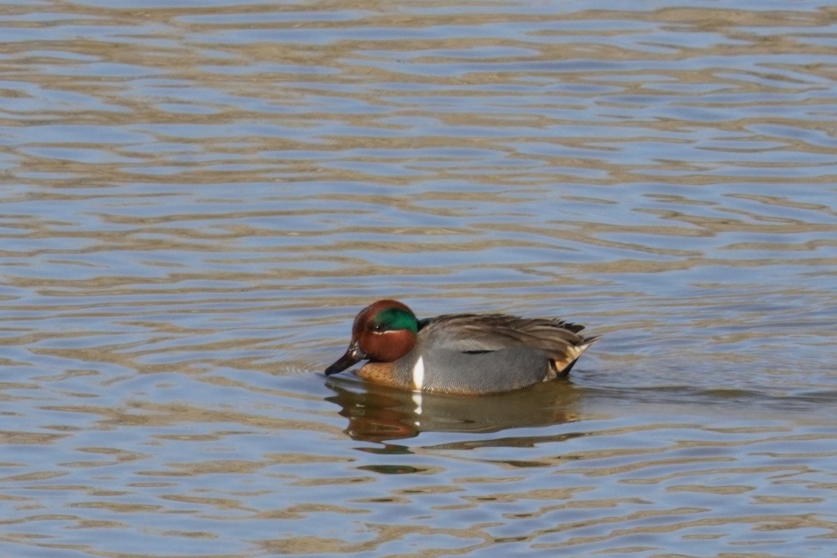Green-winged Teal - ML615331452