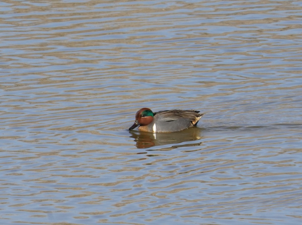 Green-winged Teal - ML615331455