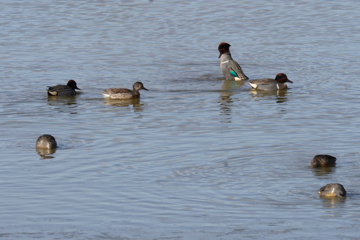 Green-winged Teal - ML615331456
