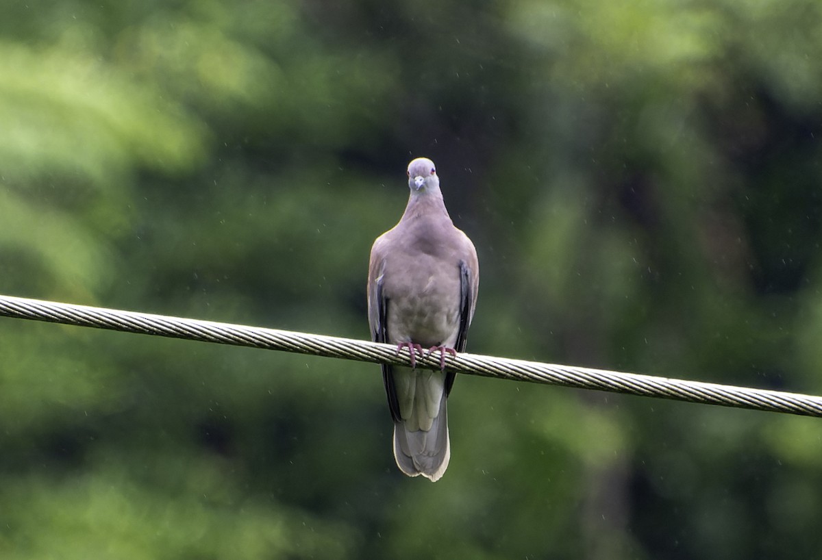 Pale-vented Pigeon - Blythe Nilson