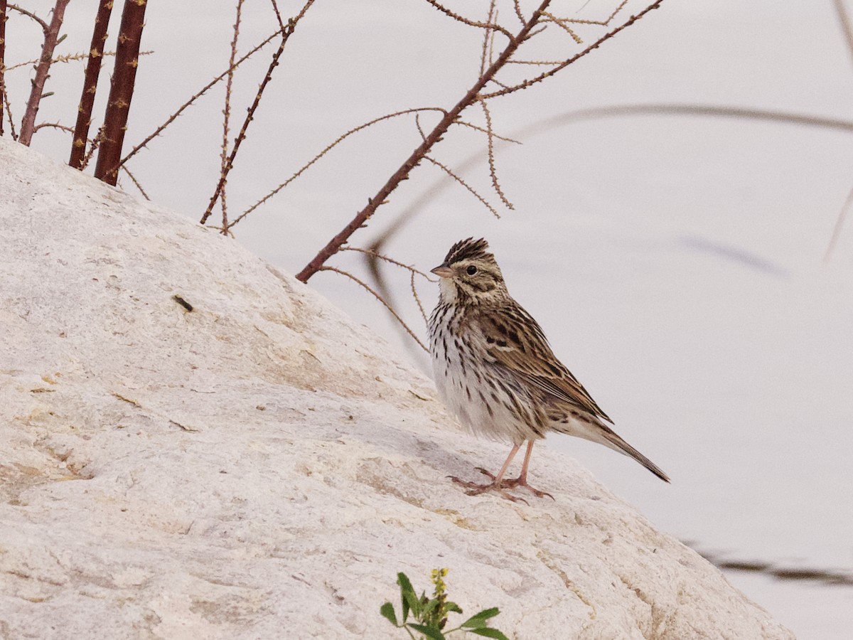 Savannah Sparrow - ML615331589