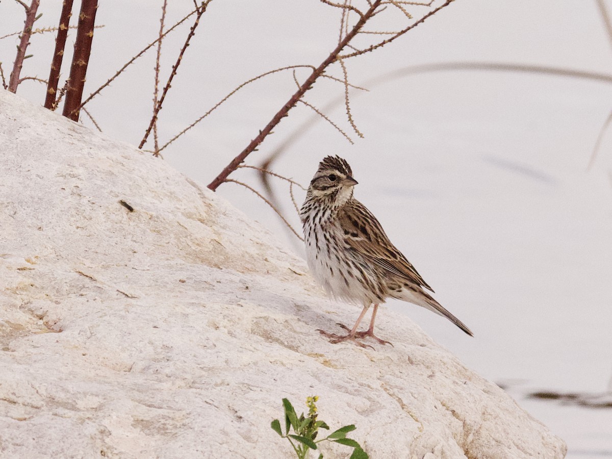 Savannah Sparrow - ML615331591