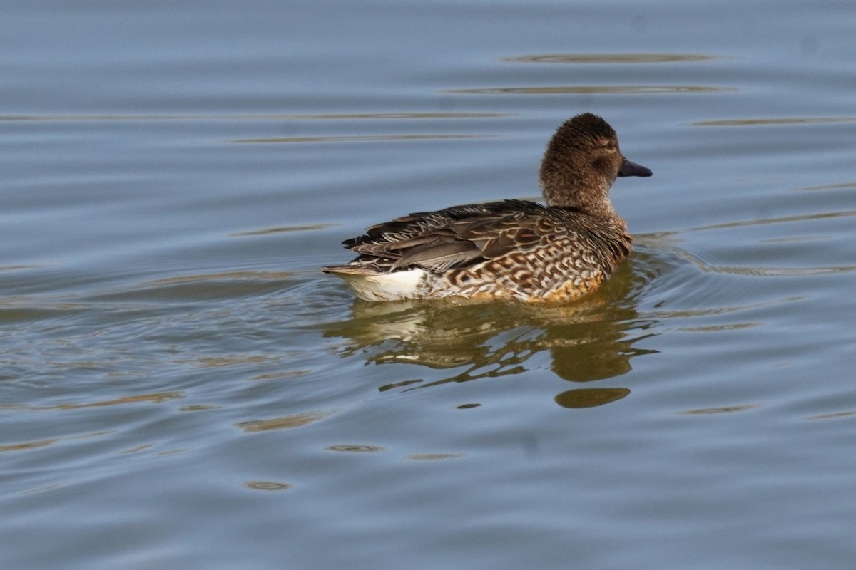 Green-winged Teal - ML615331681