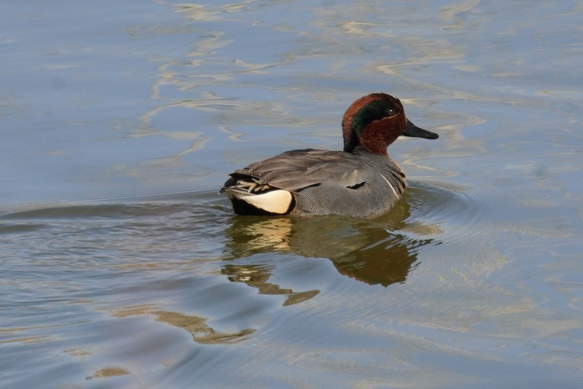 Green-winged Teal - ML615331686