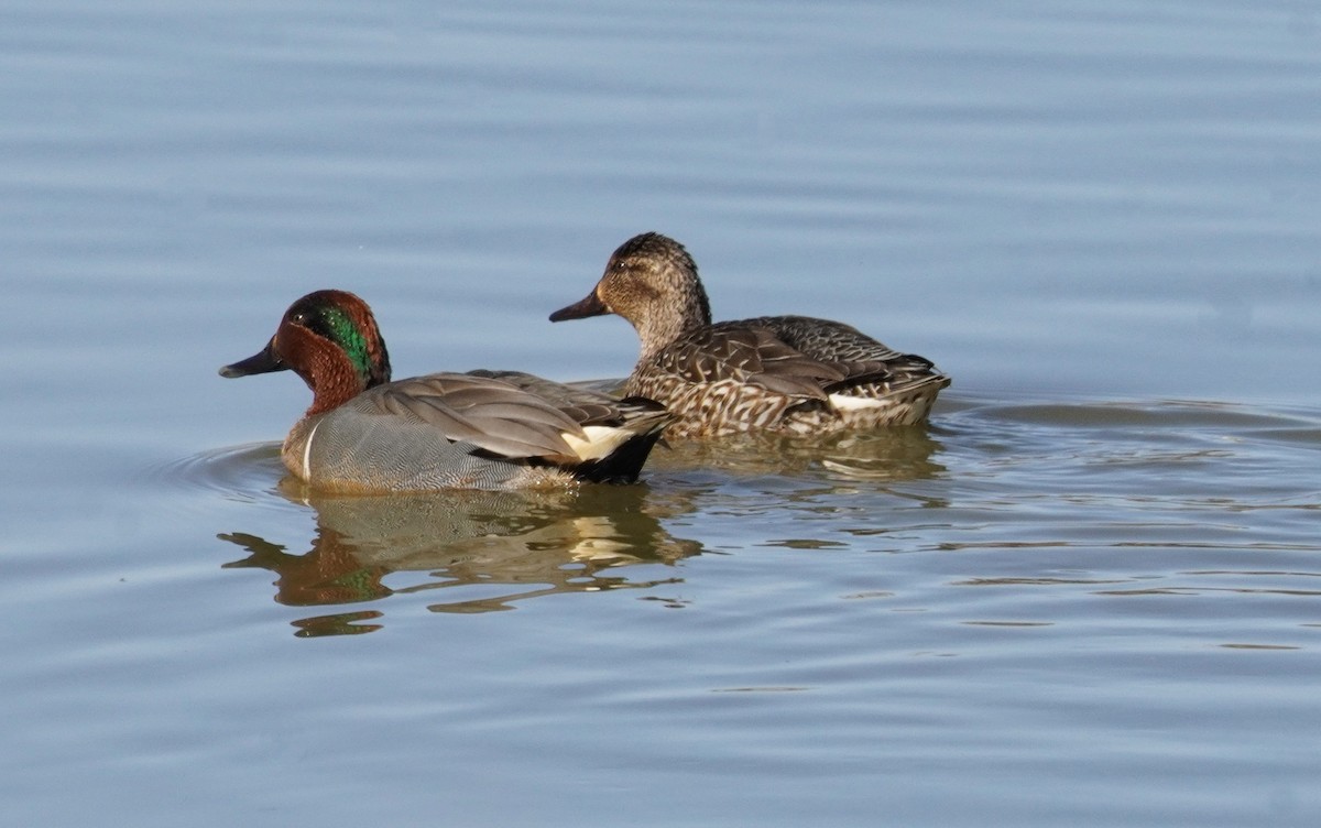 Green-winged Teal - ML615331688