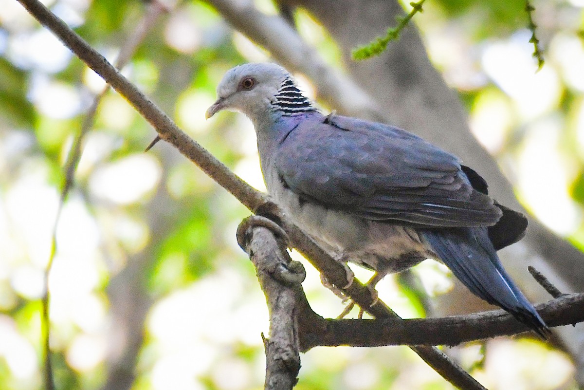 Nilgiri Wood-Pigeon - ML615331977