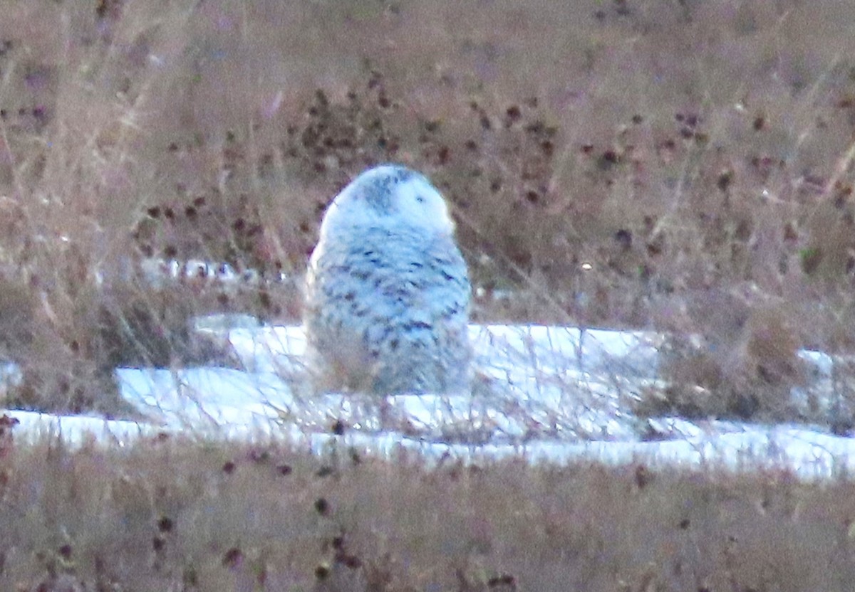Snowy Owl - ML615332003