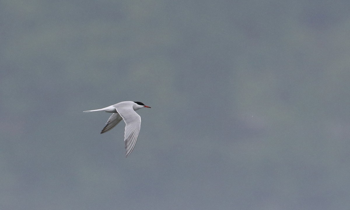 Common Tern - ML61533201