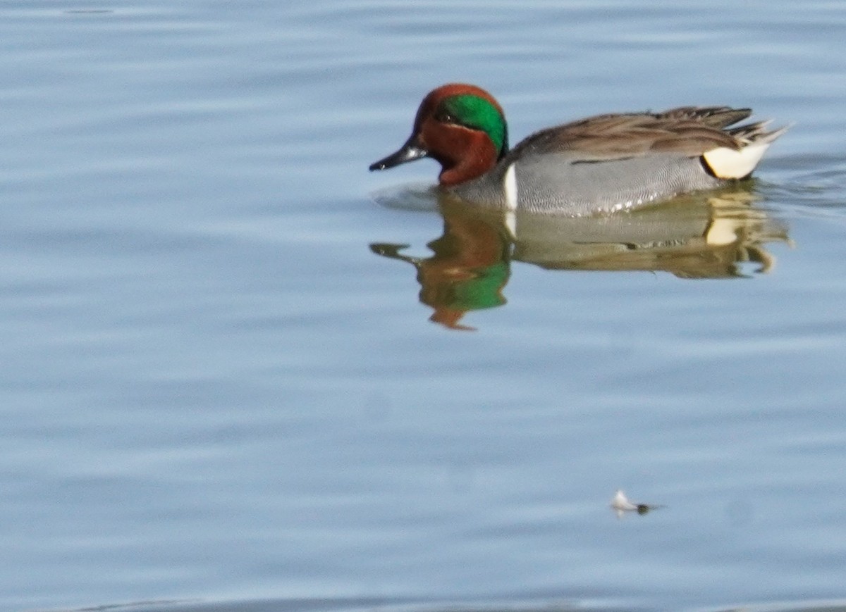 Green-winged Teal - ML615332035