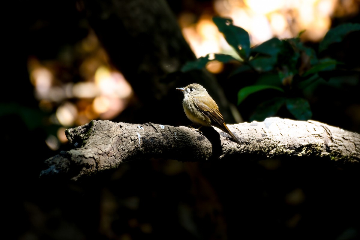 Brown-breasted Flycatcher - ML615332072