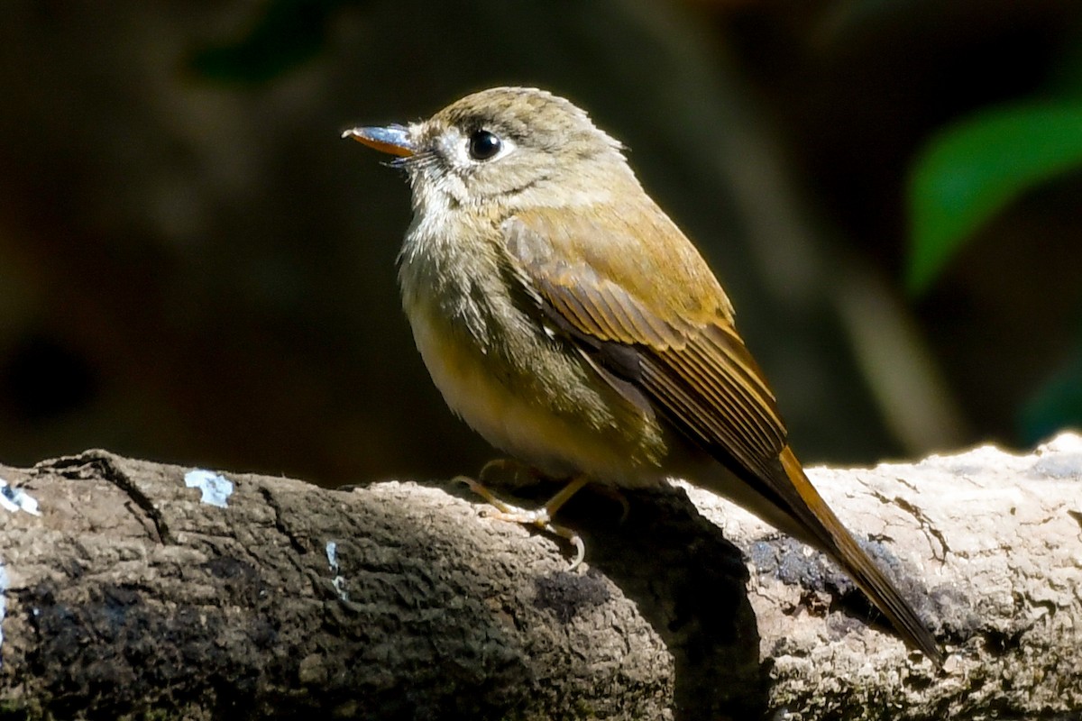 Brown-breasted Flycatcher - ML615332080