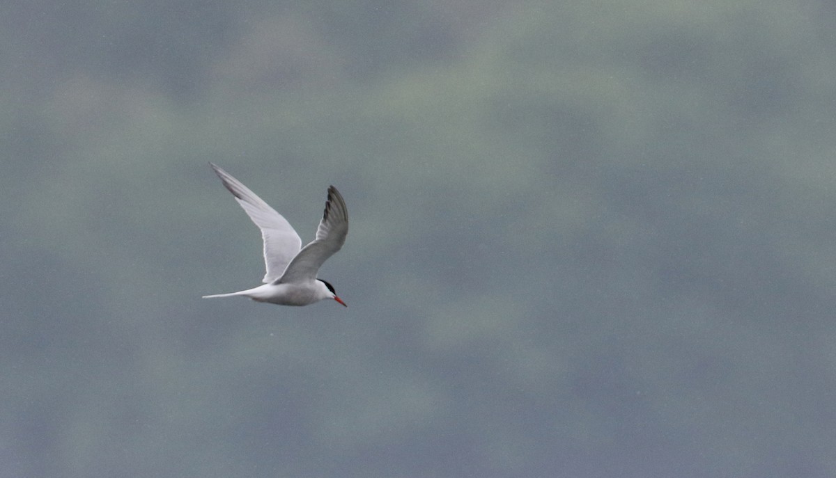 Common Tern - ML61533211