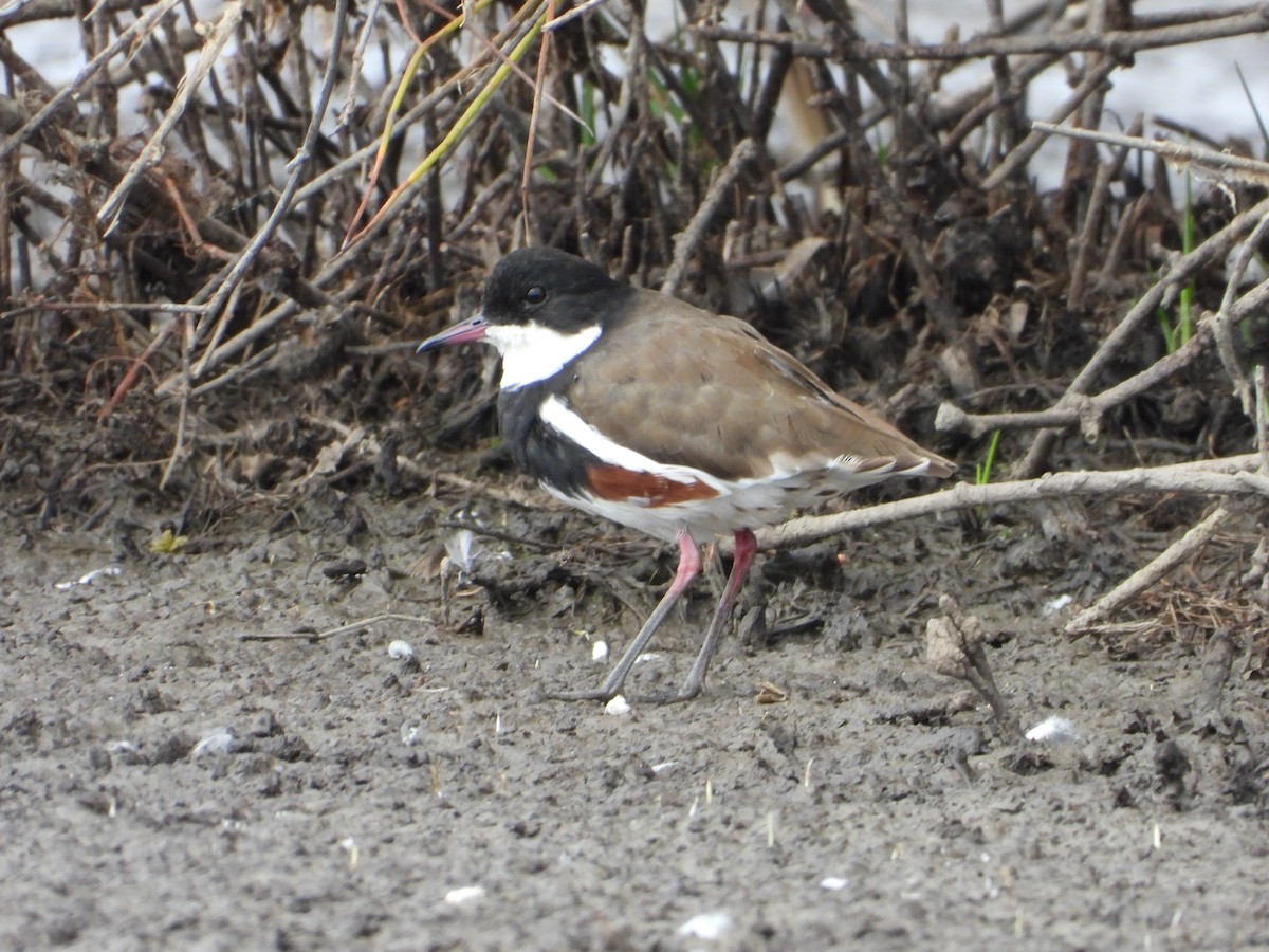 Red-kneed Dotterel - ML615332145