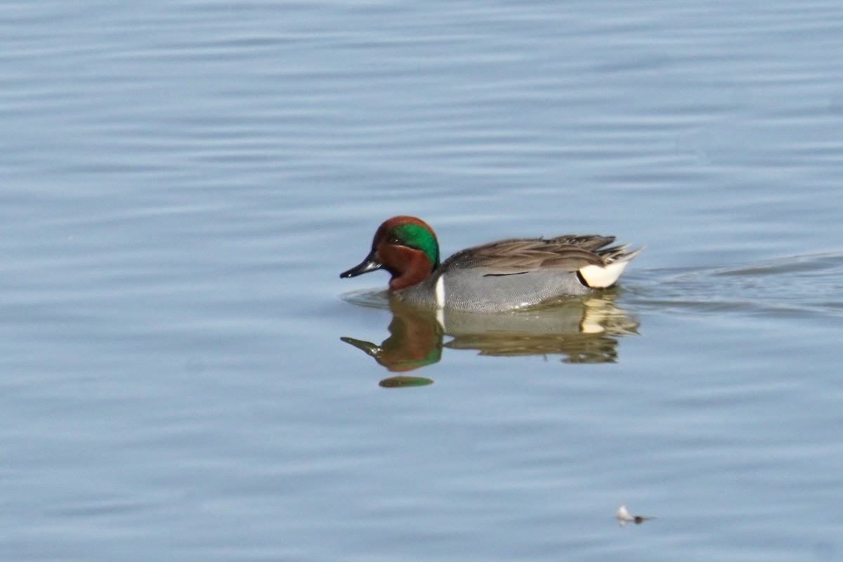 Green-winged Teal - ML615332156