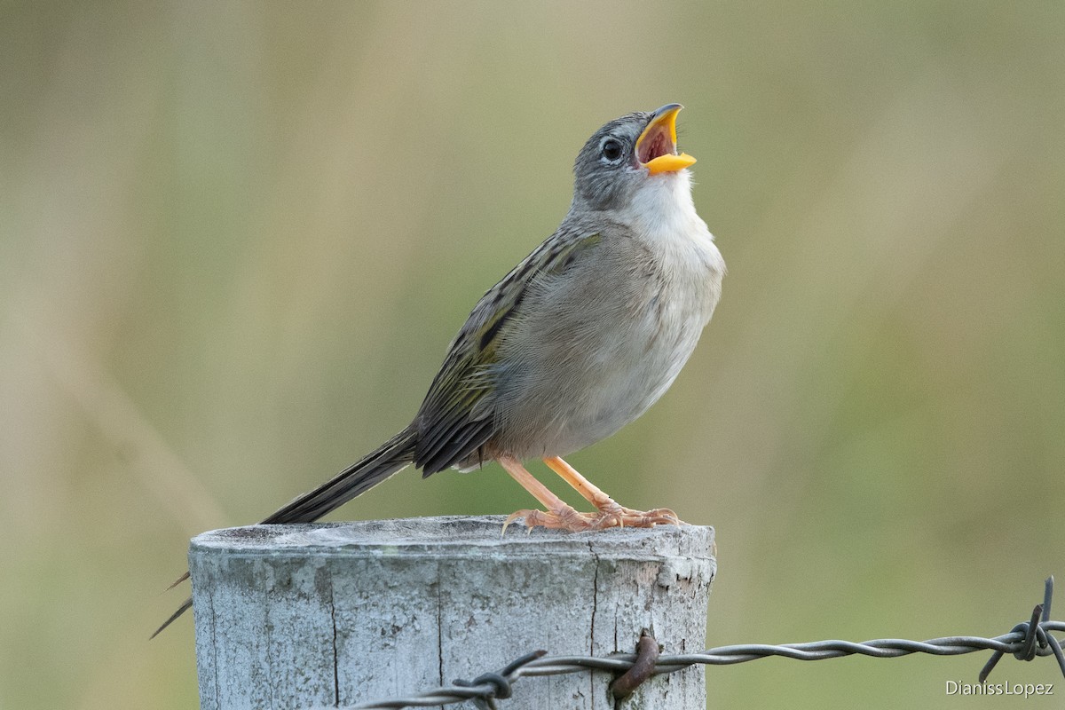 Wedge-tailed Grass-Finch - ML615332169