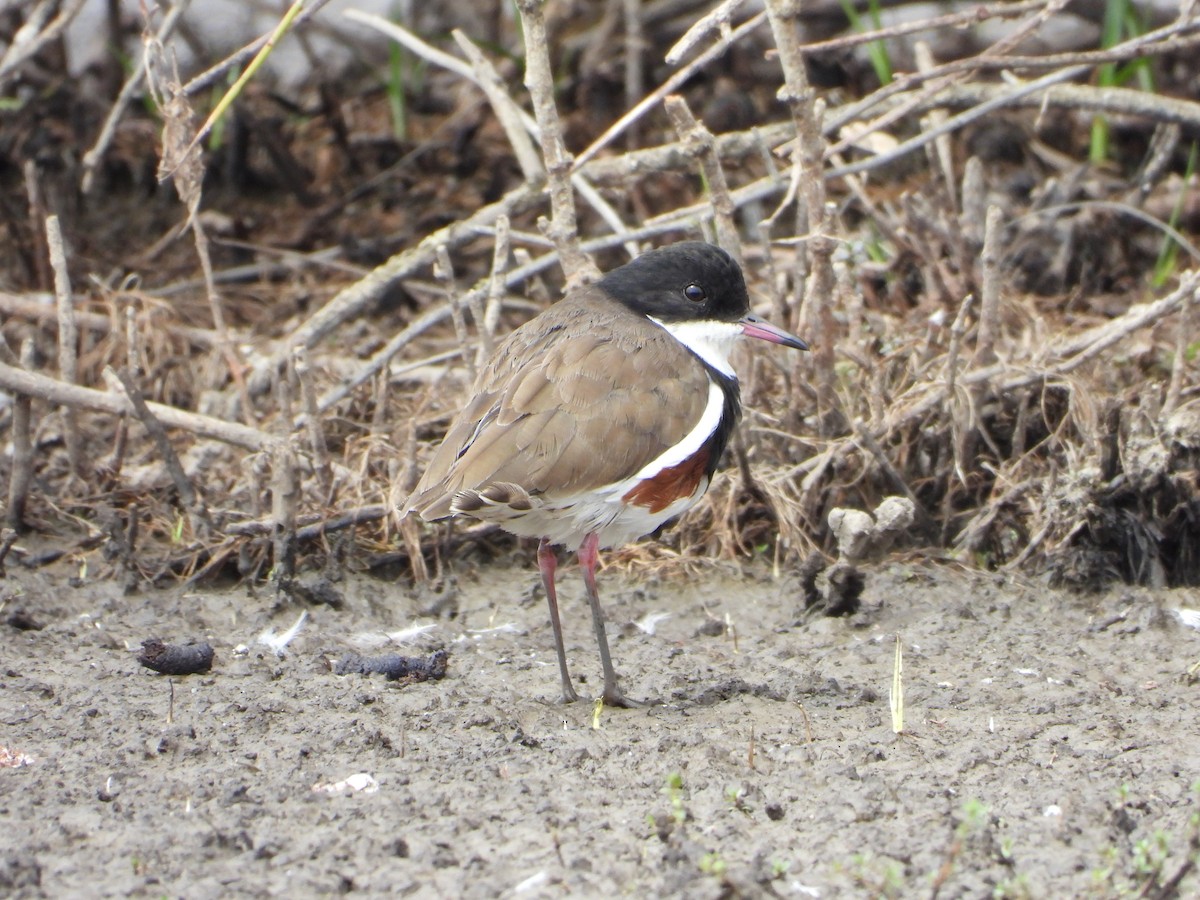 Red-kneed Dotterel - ML615332181