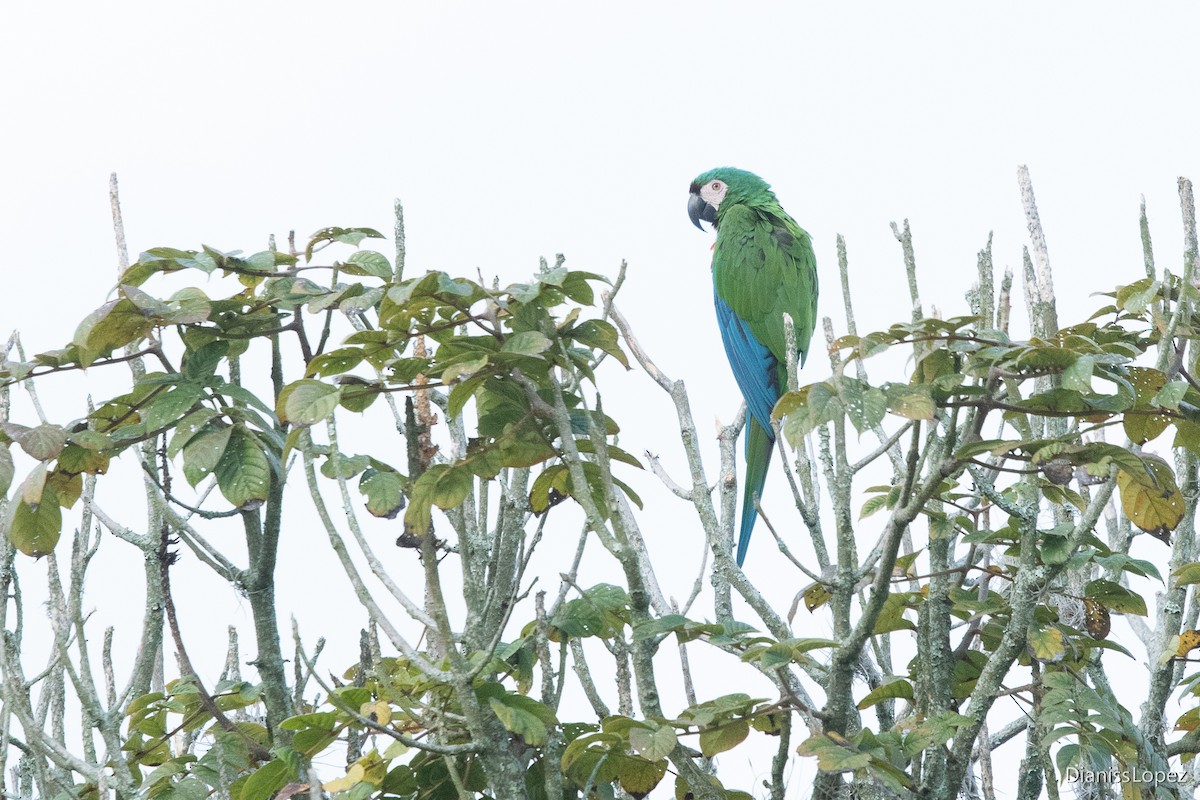 Chestnut-fronted Macaw - ML615332184