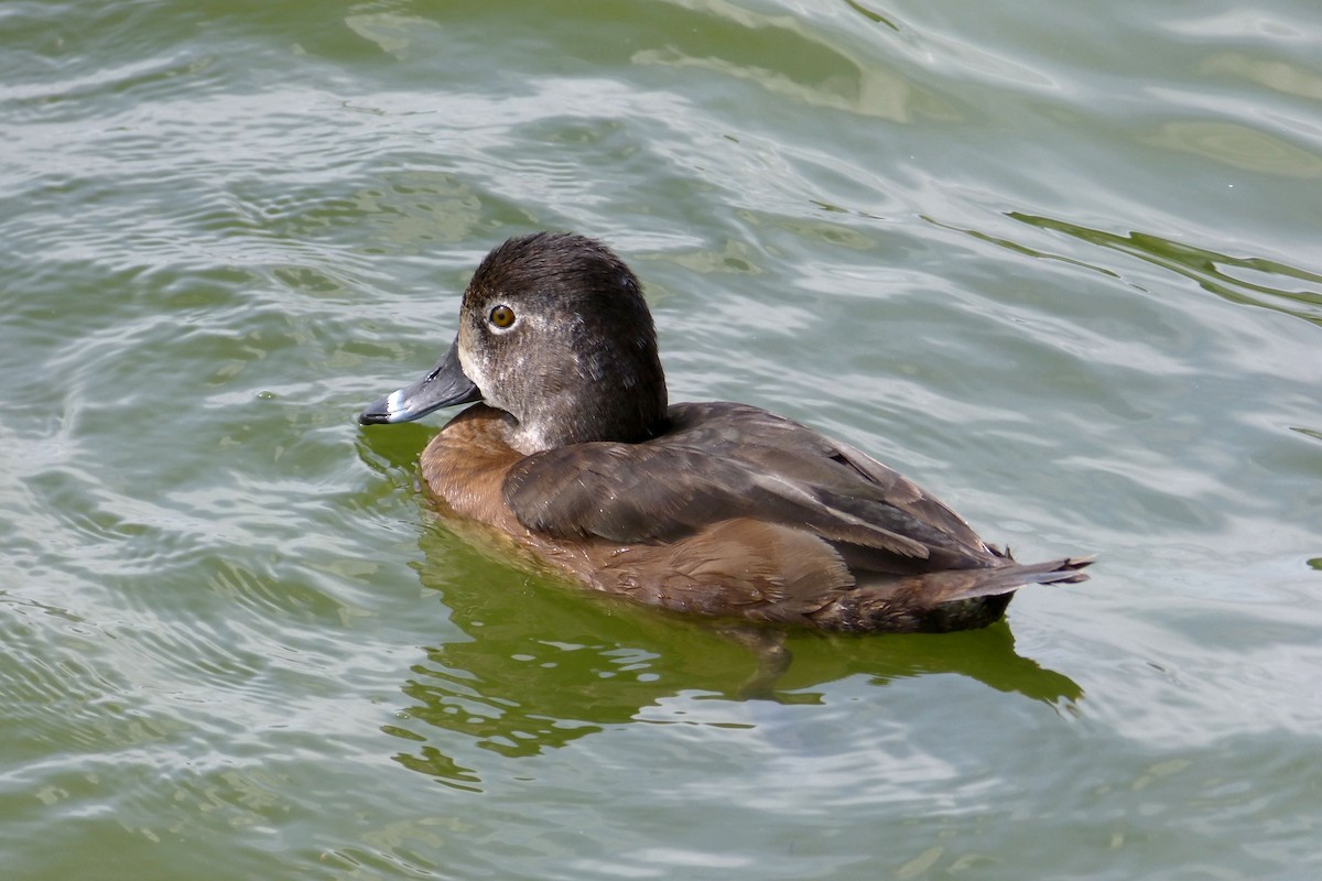 Ring-necked Duck - ML615332206