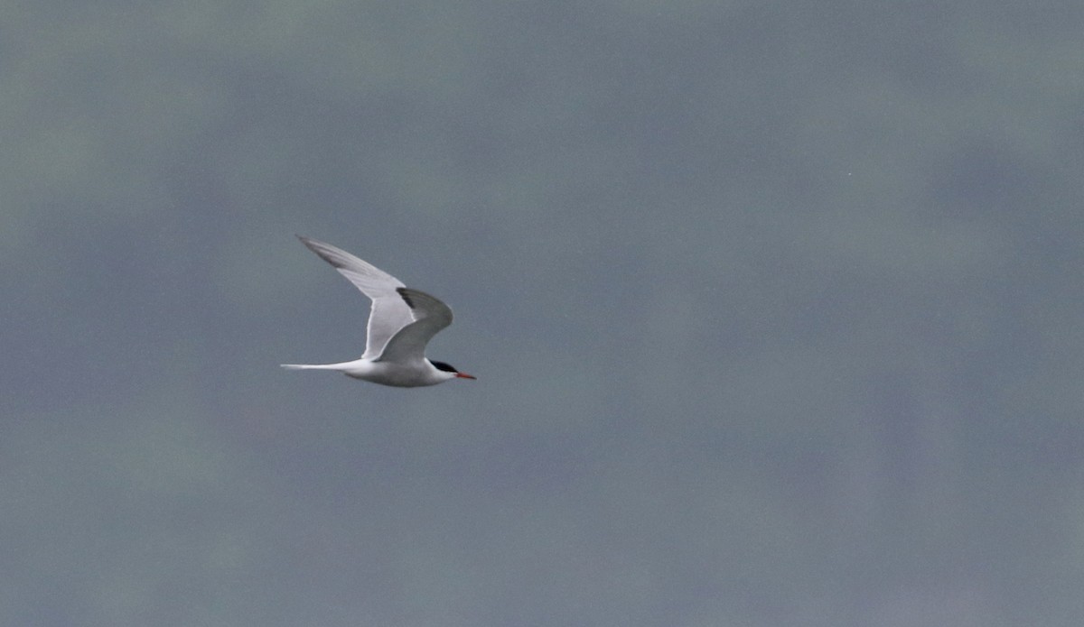 Common Tern - ML61533221