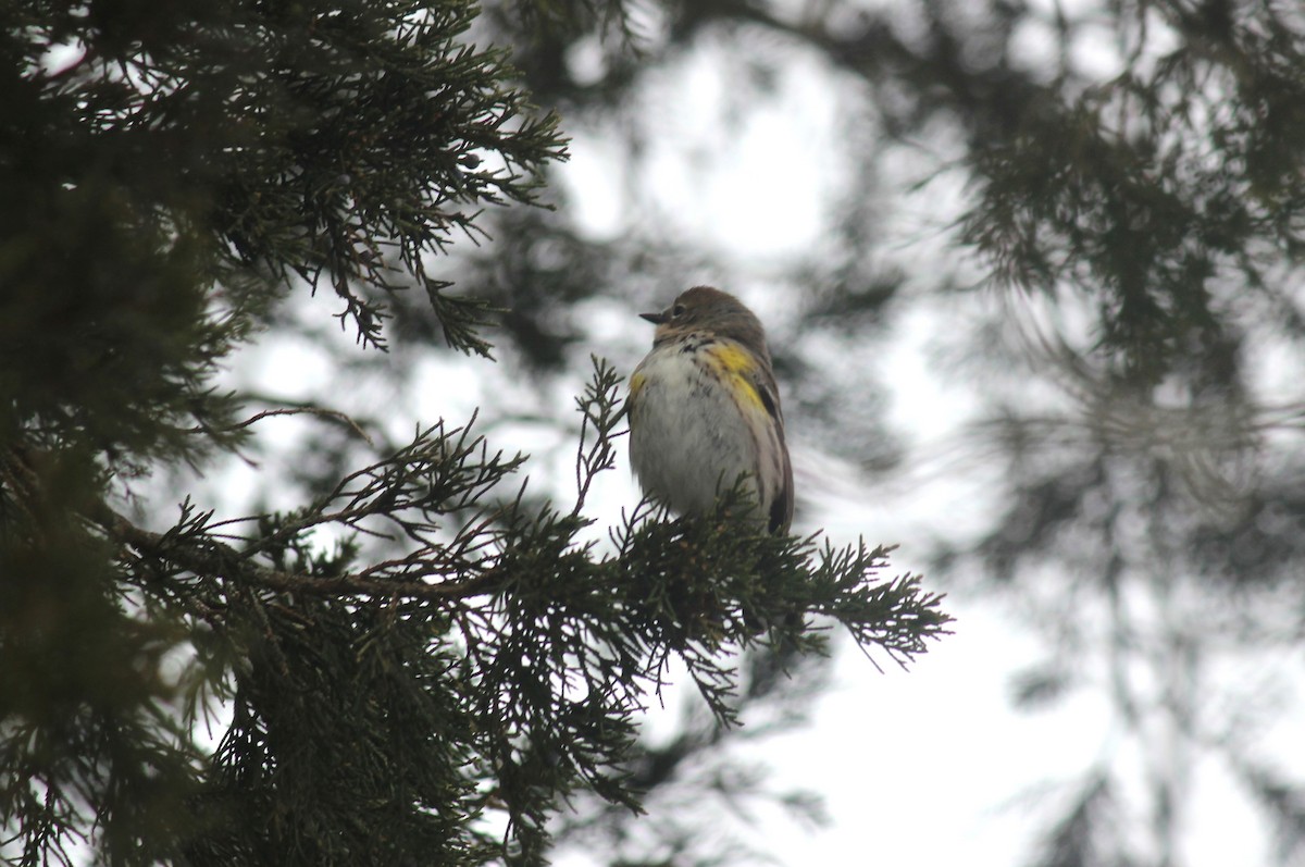 Yellow-rumped Warbler (Myrtle) - ML615332236