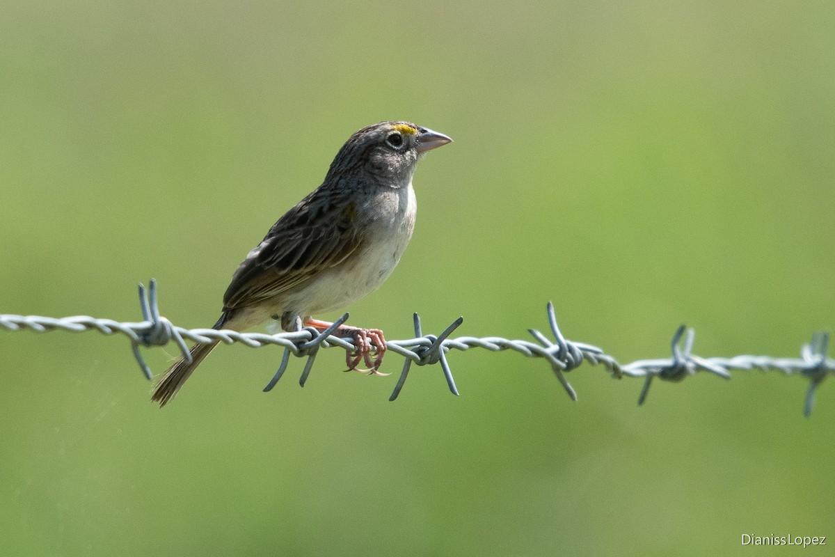 Grassland Sparrow - ML615332246