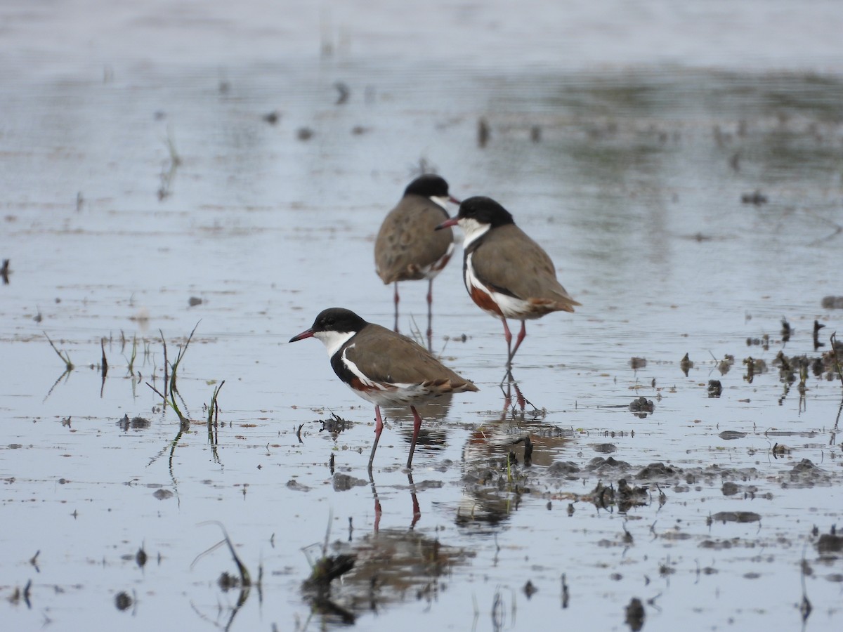 Red-kneed Dotterel - ML615332247
