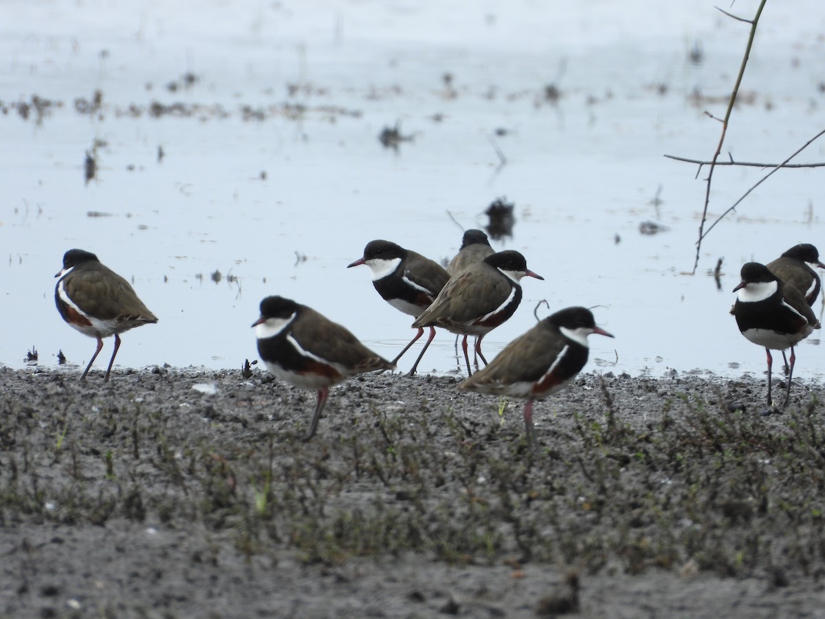 Red-kneed Dotterel - ML615332296