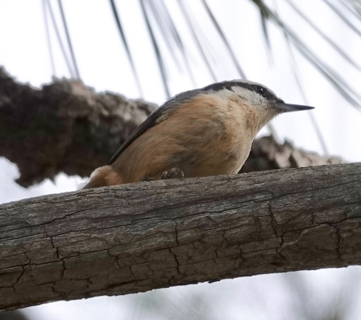 Red-breasted Nuthatch - ML615332342