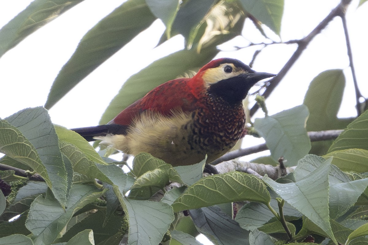Crimson-mantled Woodpecker - Michael Linz