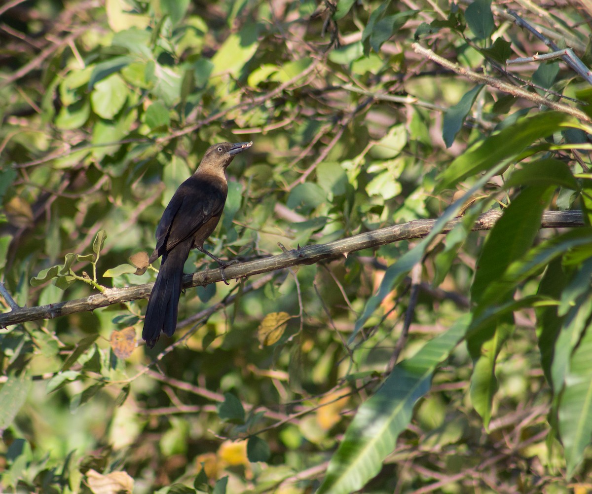 Great-tailed Grackle - ML615332664