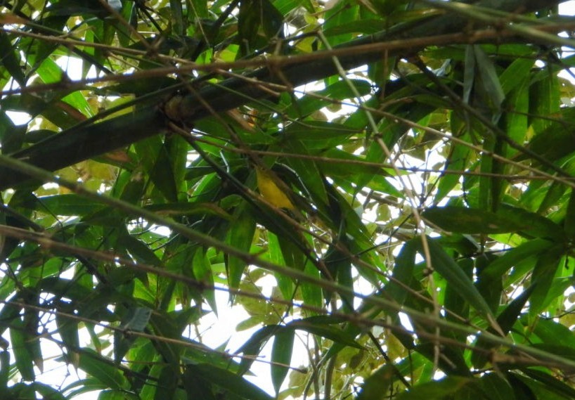 Green-crowned Warbler - ML615332741