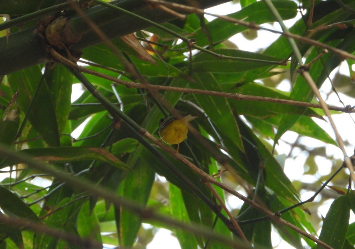 Green-crowned Warbler - Chaiti Banerjee