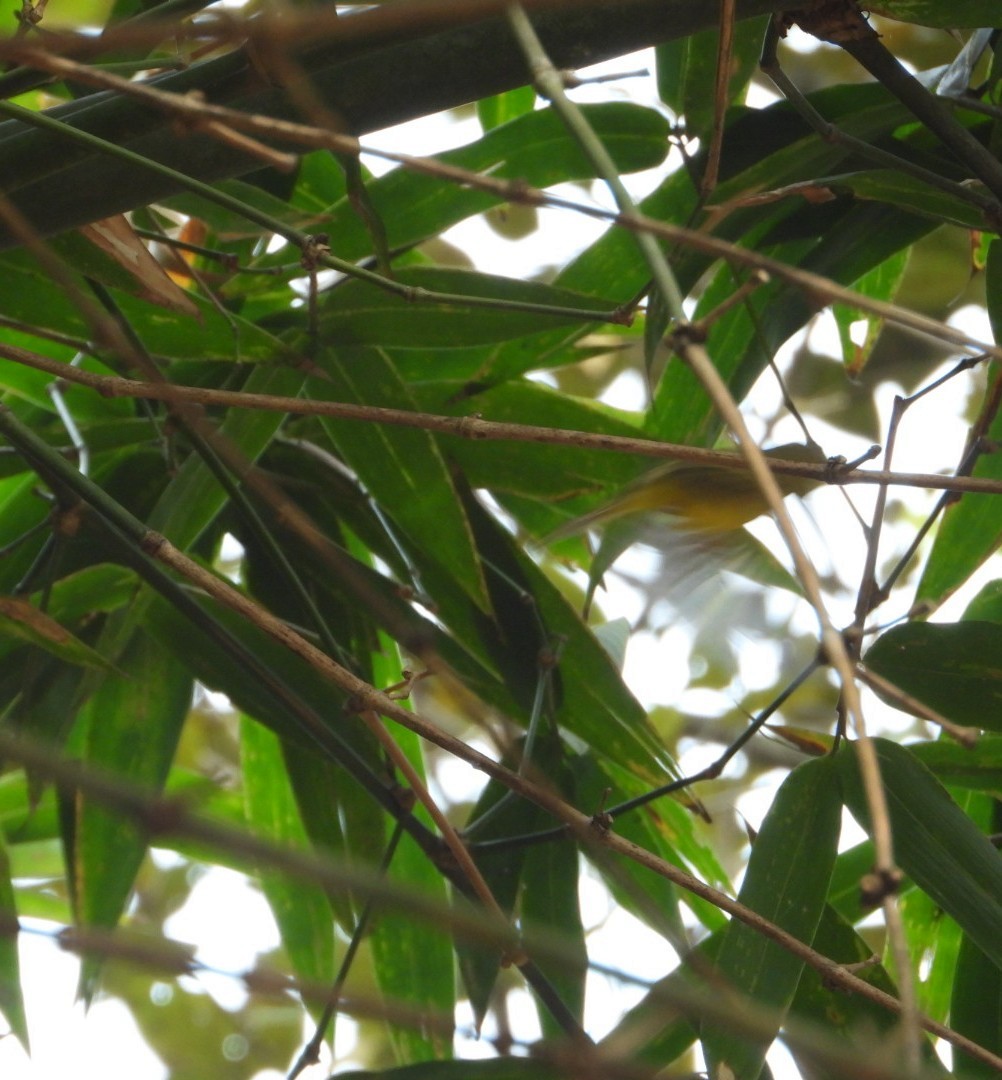 Green-crowned Warbler - Chaiti Banerjee