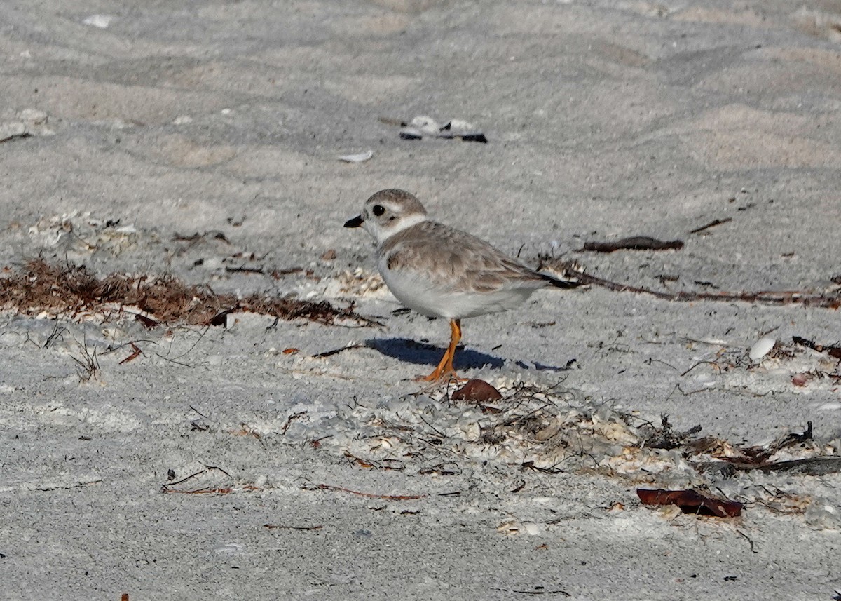 Piping Plover - ML615332744