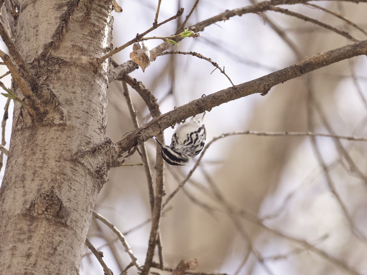 Black-and-white Warbler - ML615332880