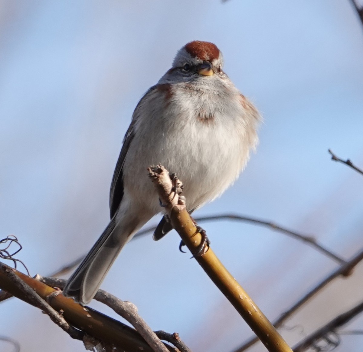 American Tree Sparrow - ML615332884