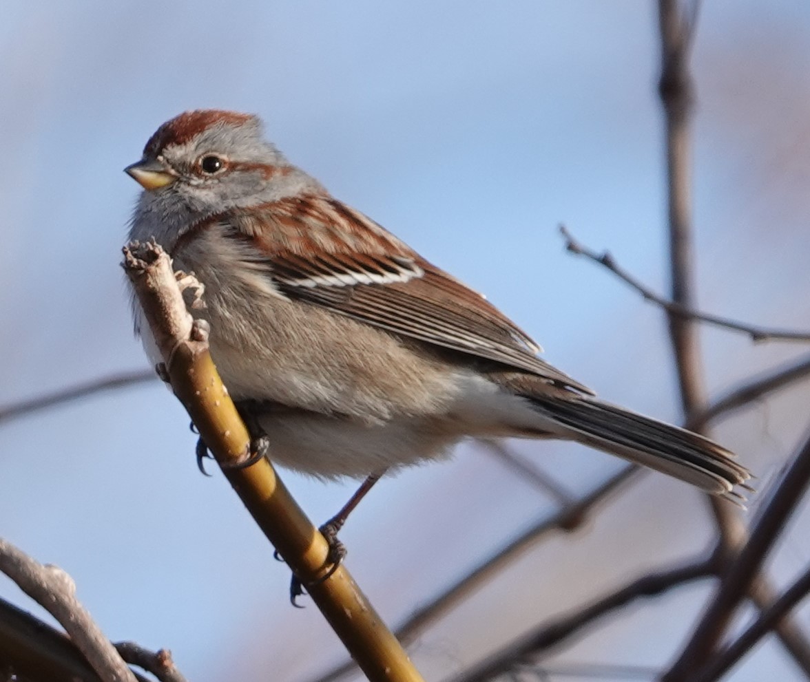 American Tree Sparrow - ML615332885