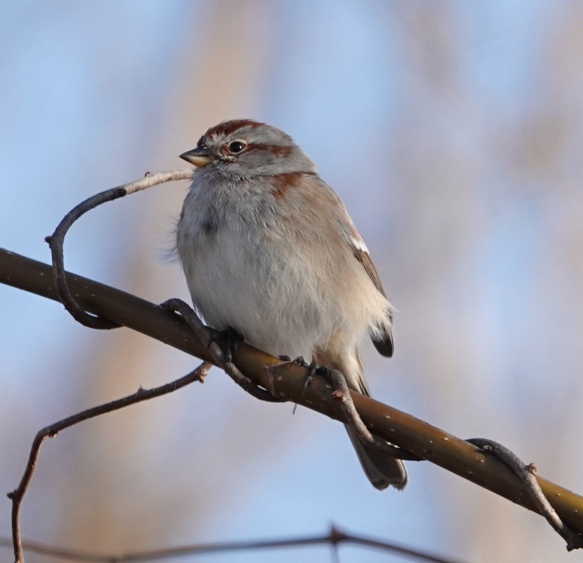 American Tree Sparrow - ML615332886