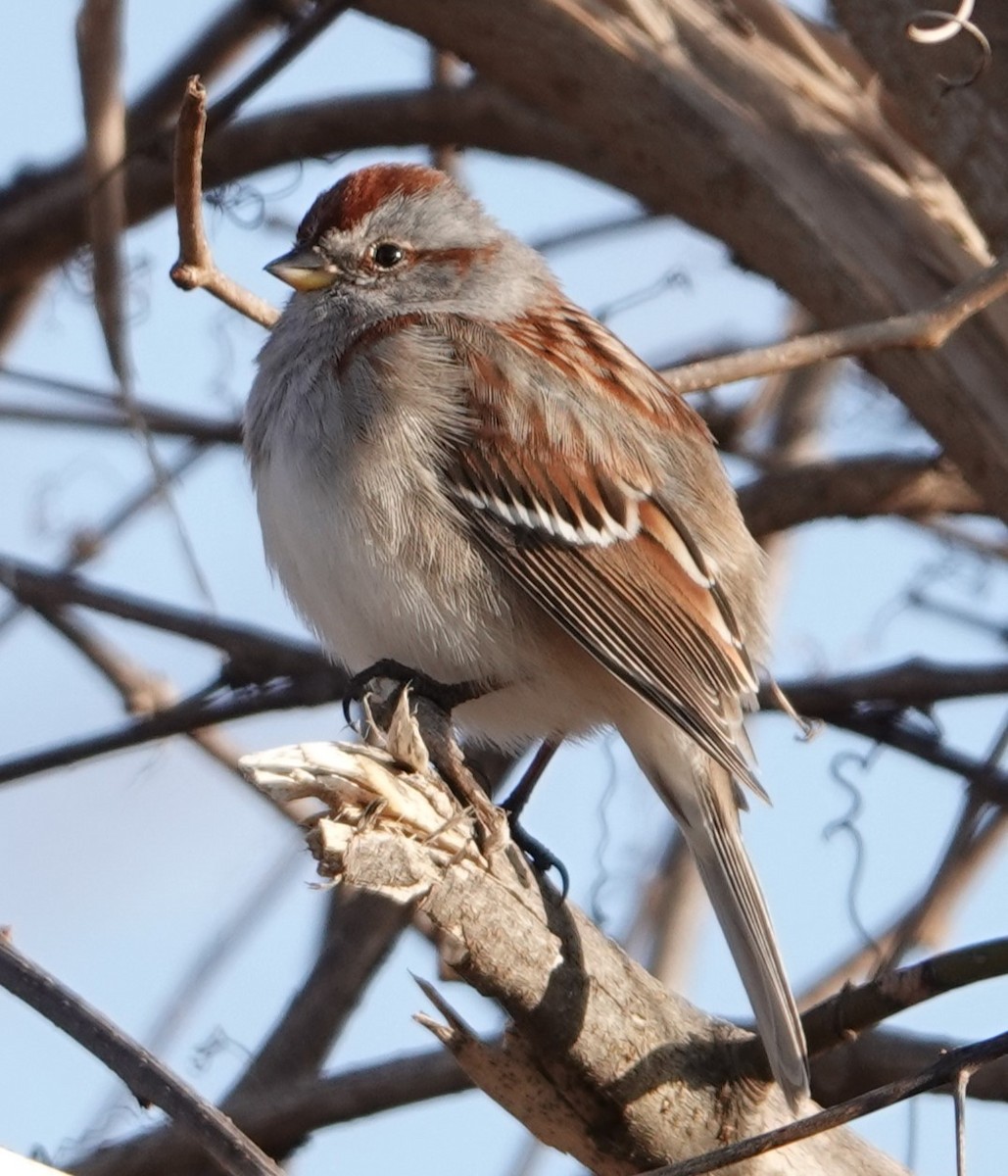American Tree Sparrow - ML615332887
