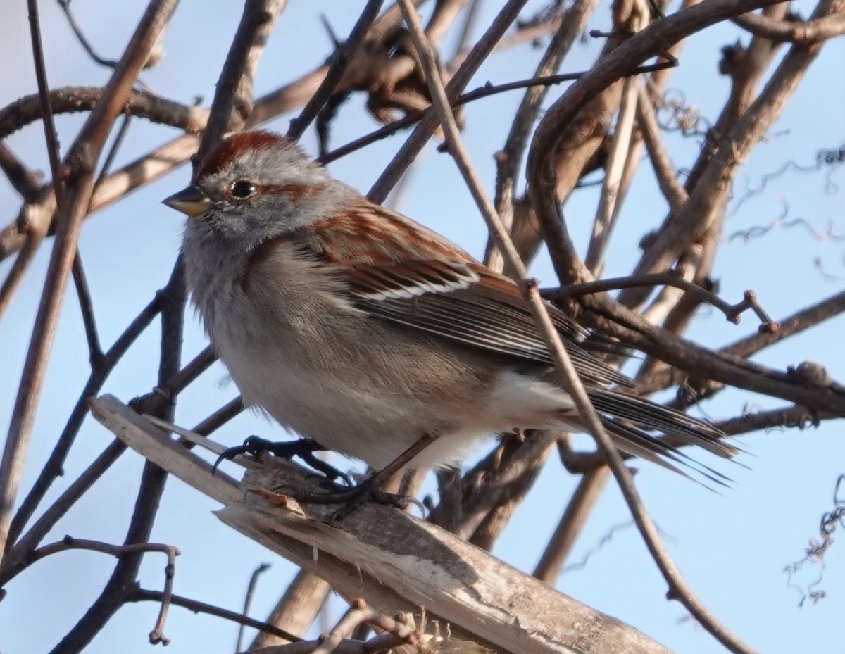 American Tree Sparrow - ML615332888