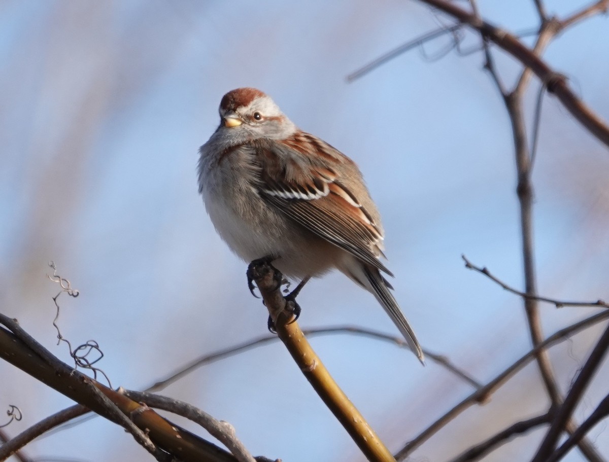 American Tree Sparrow - ML615332889