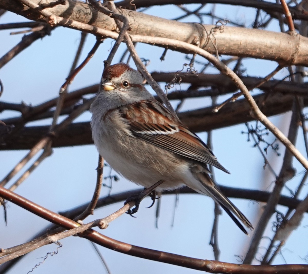 American Tree Sparrow - ML615332890