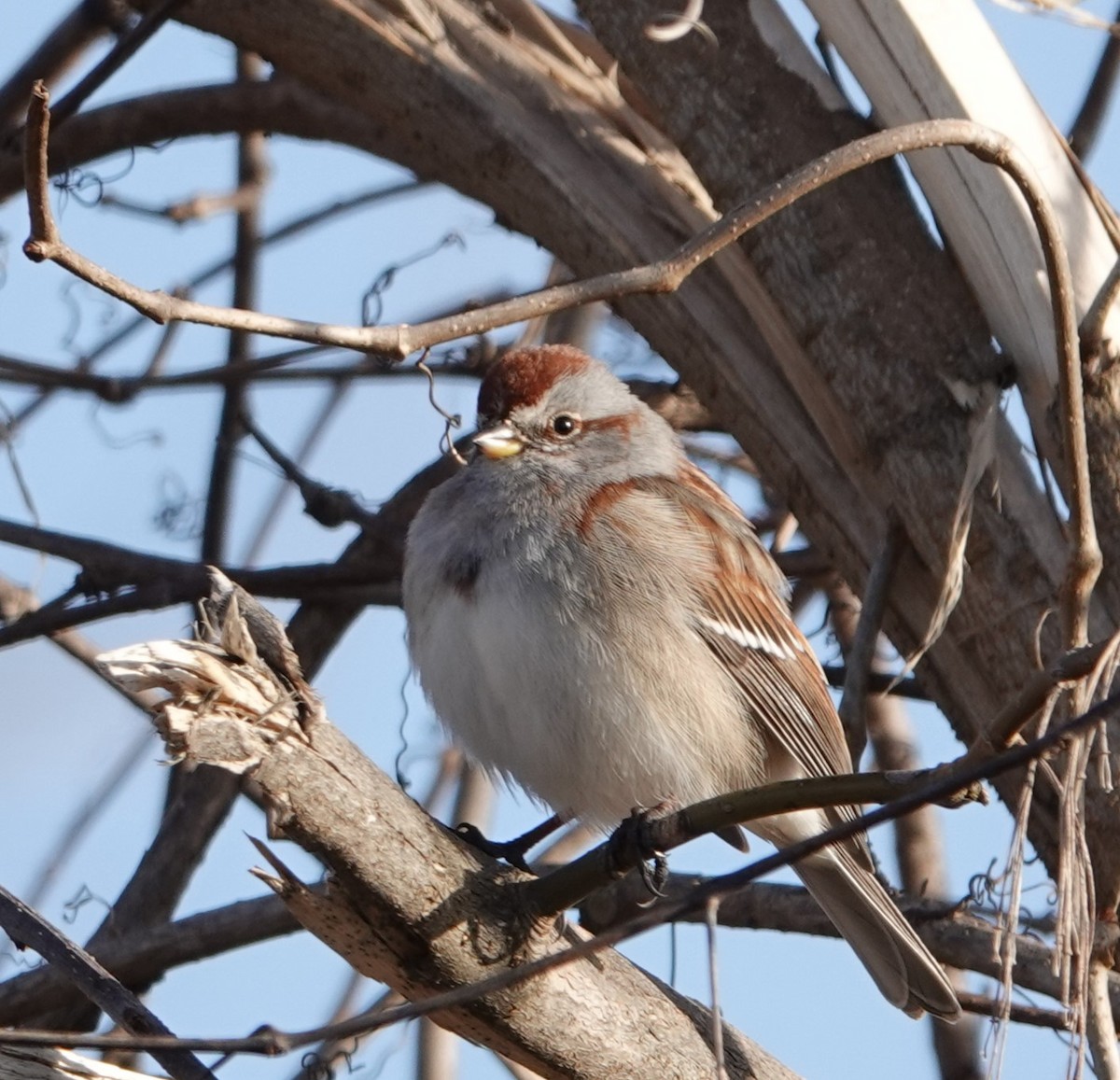 American Tree Sparrow - ML615332891