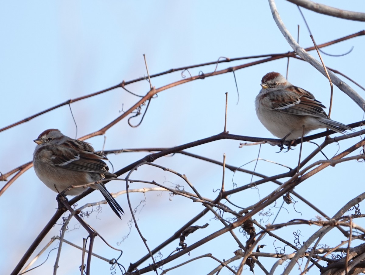 American Tree Sparrow - ML615332892