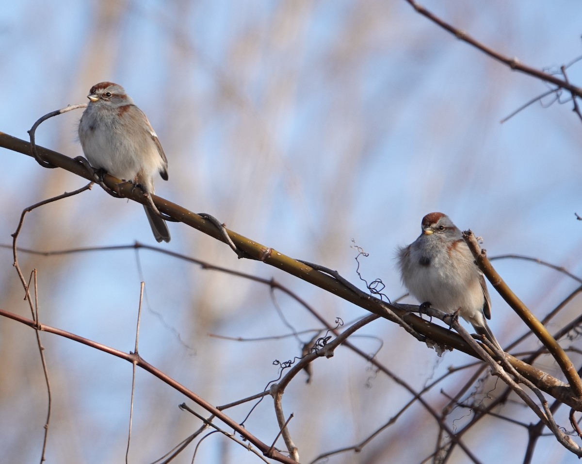 American Tree Sparrow - ML615332893