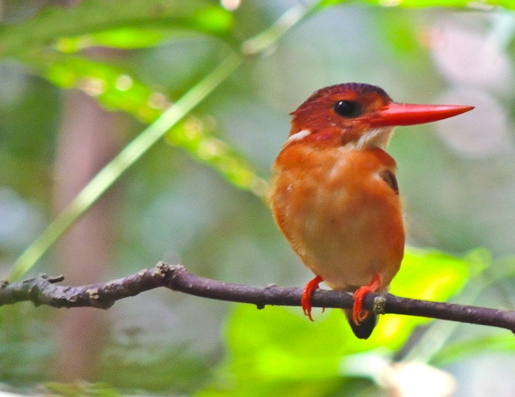 Sulawesi Dwarf-Kingfisher - ML615332914