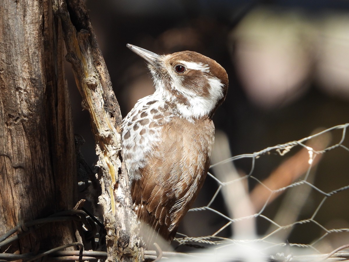Arizona Woodpecker - ML615332996
