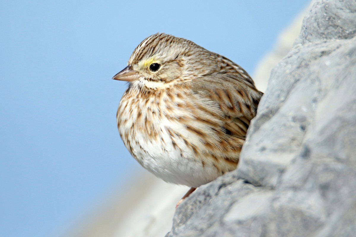Savannah Sparrow (Ipswich) - ML615333044