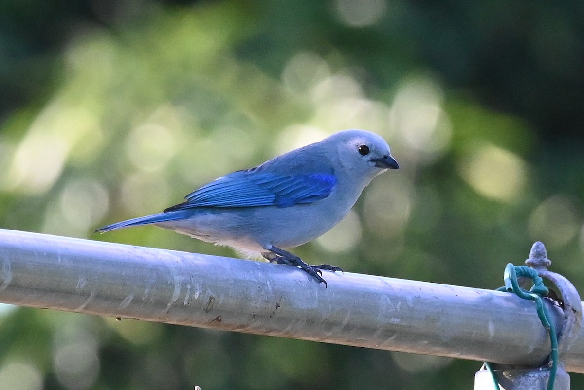Blue-gray Tanager - ML615333329